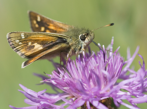 Hesperia comma
